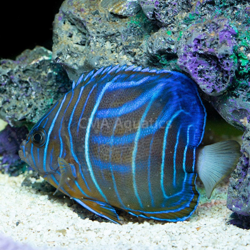 Blue Ring Angelfish | NatureRules1 Wiki | Fandom